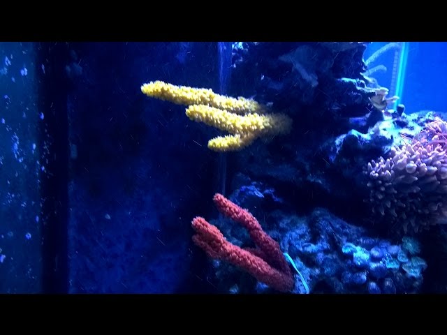 Mounting a Sponge in a Reef Tank