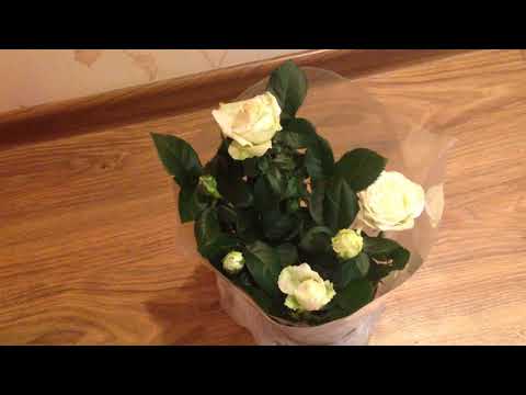 У меня новый цветок.