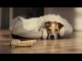 Glad Dog S Favorite Toy TV Commercial