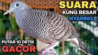 Download lagu Perkutut Lokal Gacor Suara Kung Besar Pancingan Burung Perkutut Agar Bunyi. mp3