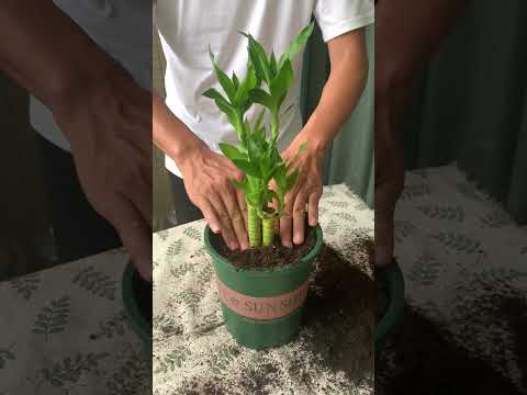 Repot lucky bamboo