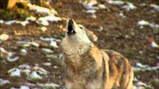 Awesome Wolf Howling Compilation