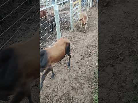 FEIRA DO GADO EM CIPÓ BA