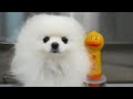 His Hair Was Gone...Now Look at Him😭 | Rescue Dog Transformation