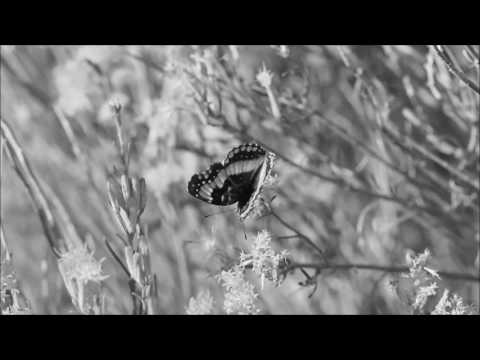 Bài mi thứ cho em - Dzoãn Minh