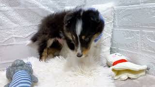 シェットランドシープドッグの動画01