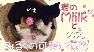 【cat】miilk(みるく)の可愛い寝姿