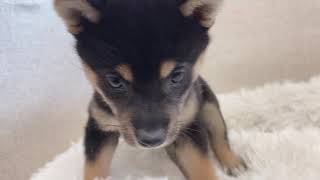 柴犬の動画01