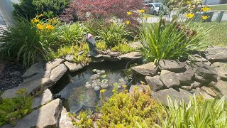 Pond Update 2021