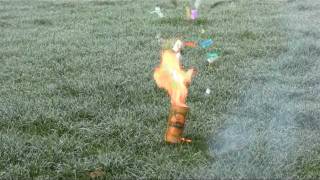 swans, love and bombs