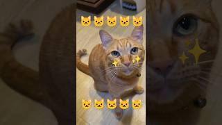 2026/6/2_94 貪吃SV #橘ひなの #橘貓 #橘猫 #貓咪日常 #cat #cute #貓貓日常 #貓貓 #可愛い猫 #貓咪