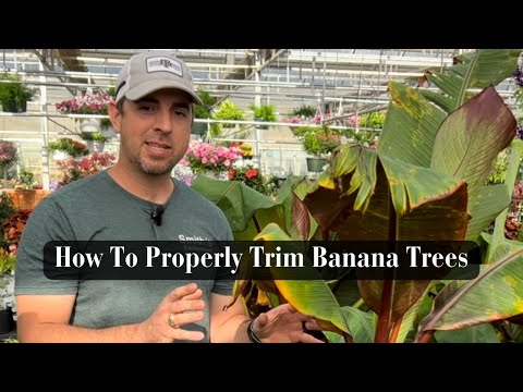 How To Properly Trim A Banana