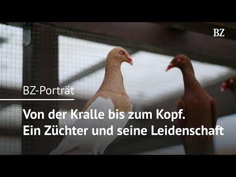 Why a 51-year-old from Rheinfelden likes to breed pigeons