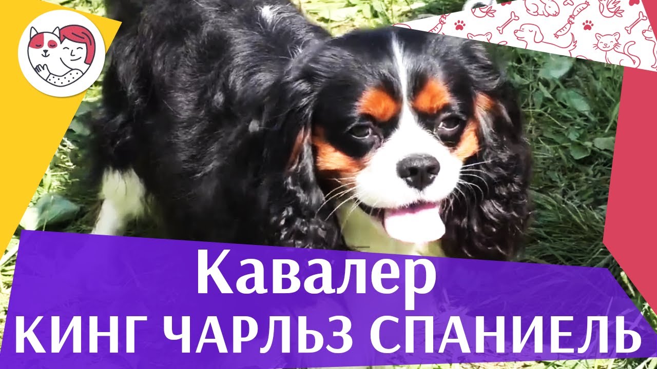 Кавалер-кинг-чарльз-спаниель на ilikepet. Особенности породы, уход