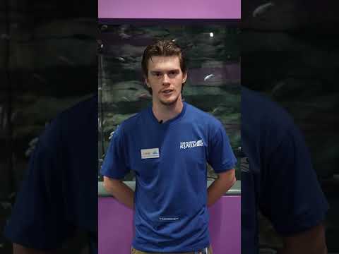 Learn all about the Blind Cave Tetras in this Bio Chat with Lucas. 🐟🪨