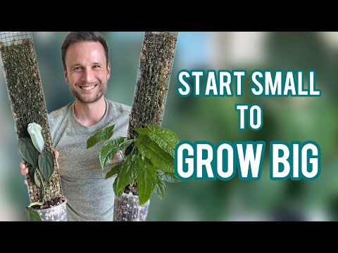 WANT LARGE PLANTS? Start small!