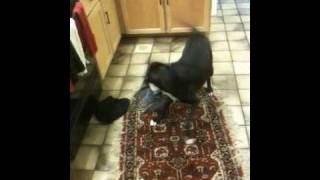 Roscoe likes shopping