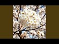 The Last Spring