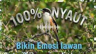 Download lagu TERAPI CENDET MACET BUNYI! Pancingan Suara Cendet Gacor Suara Jernih Efektif & Ampuh‼️ mp3