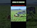 Zebra Vs Cheetah Trending Wildlife Animals Shorts Youtube Youtubeshorts Viralshort Cheetah