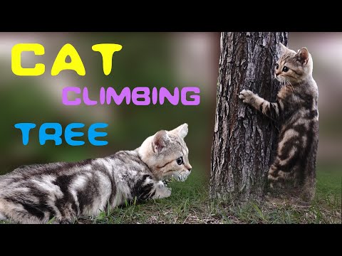 4K.Cat climbing tree | The kitten went up the tree