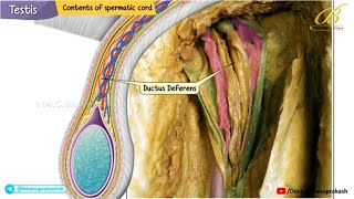 Gross Anatomy of Testis | Cadaveric Dissection & Surface Anatomy / USMLE Step 1