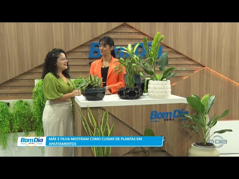 Mãe e filha mostram como cuidar de plantas em apartamentos 26 10 2022