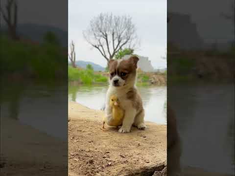 Puppy and friends | amazing animals #507 | #shorts