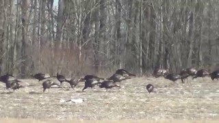 Most Wild Turkey I Have Ever Seen...