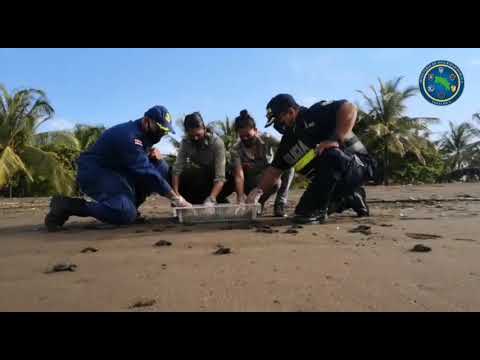 Volunteers protect sea turtle nests in Parrita