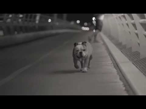 Lions of Suburbia - Journey to midnight (TEASER)