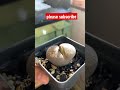 Lithops aucampiae |A57 #succulent #succulents #lithops