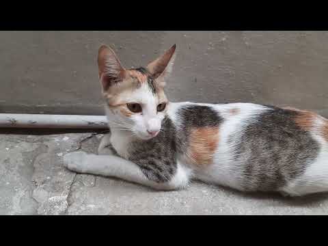 Cat talk with Subbu.