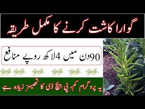 Cluster Bean sowing|Gawar ki kashat Ka tareeqa|Annual legume crop|گوار کی کاشت کا مکمل طریقہ