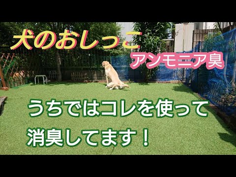 芝生に犬のおしっこが落ちる:黄ばみを防ぐ方法 トピックス