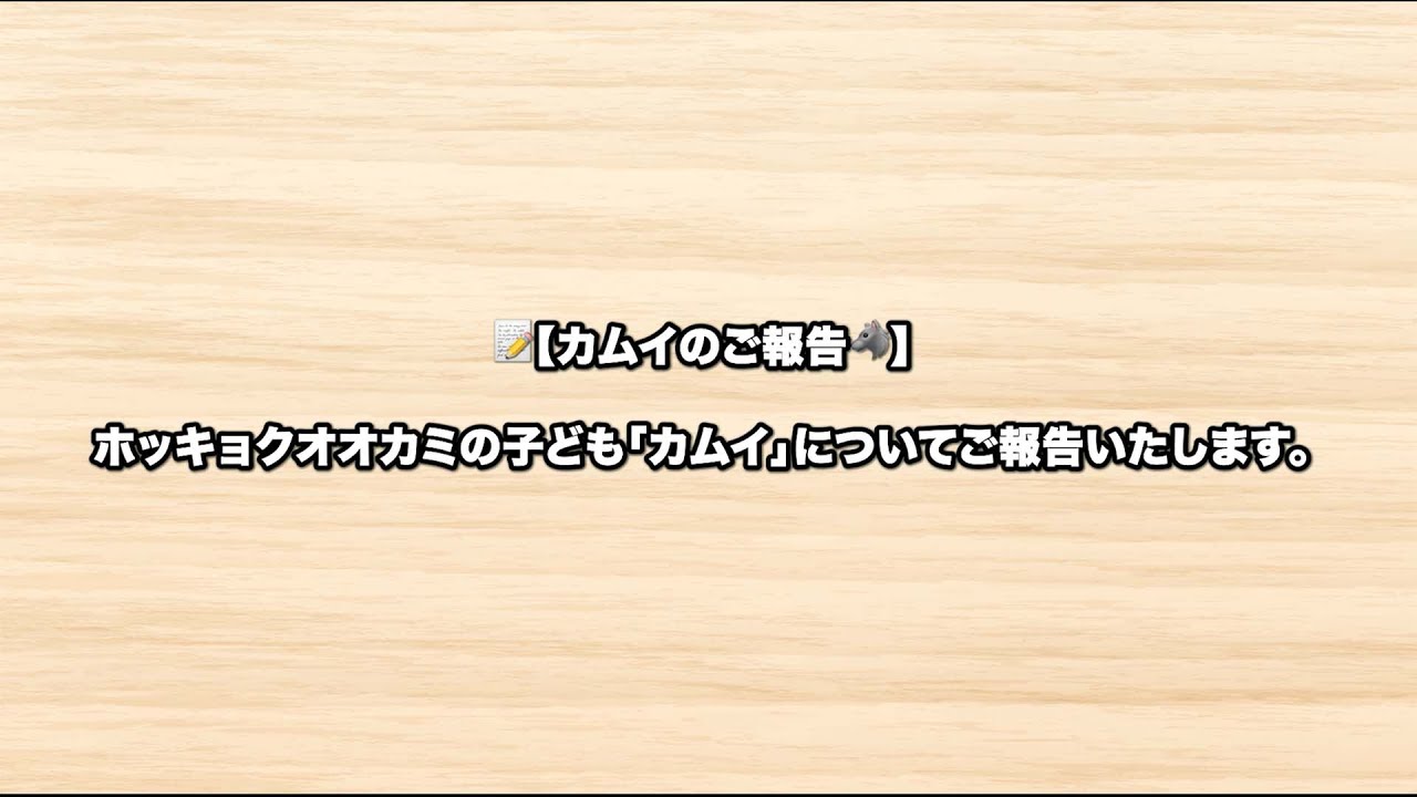 ホッキョクオオカミの子供『カムイ』についてご報告いたします。