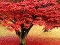 Amour D'automne 