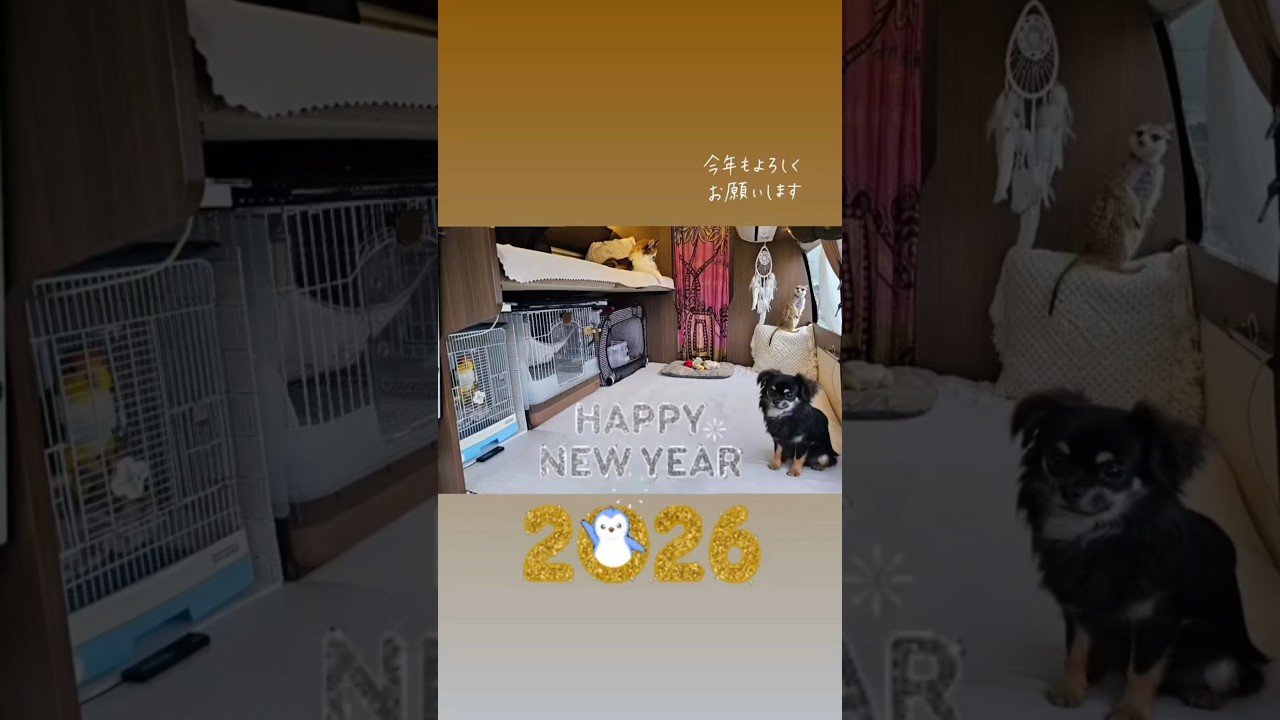 【猫とインコとミーアキャット＋ワン🐶】今年もわちゃわちゃ賑やかな年明けとなりました。本年もどうぞ宜しくお願いします🙇🏻‍♀️⸒⸒ #shorts #キャンピングカー #車中泊
