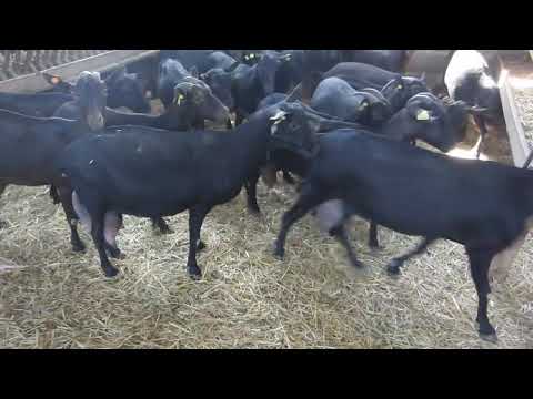 МиМиМиКо Козы Мурсия Гранада (Murcia Granada)