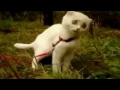 Dramaticka kocicka pro rok 2011 (Tearon) - Známka: 1, váha: obrovská
