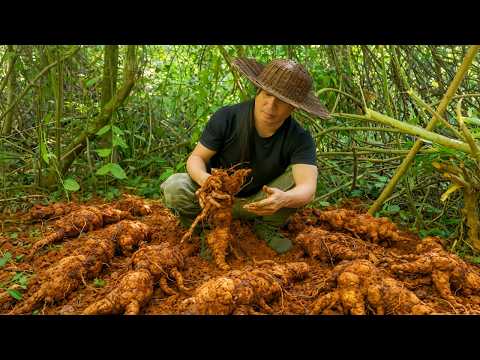 Digging up cassava, gathering wild fruits - Hunting at night in the forest, surviving on the river