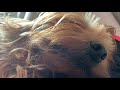 Yawning Yorkie Wants To Sleep
