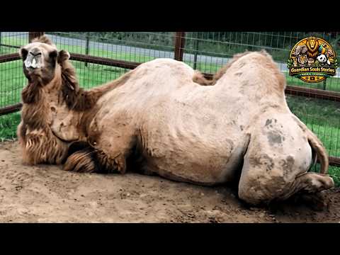 What They Did to Bubba the Camel Should Be Illegal… But He Survived Somehow