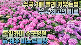 수국 3배 빨리 키우는법!! 수국 최고의 비료!! 수국 제대로 심는법!! 독일카씨 수국정원 in 제주 마노르…