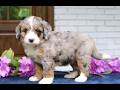 Mini Bernedoodle dogs for sale: Dakota  - Video 1