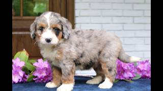 Video preview image #1 Bernedoodle (Miniature) Puppy For Sale in NARVON, PA, USA