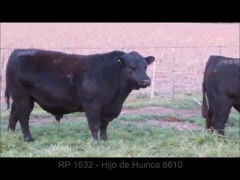 Cabaña San Roman - Rauch - Toros Remate 24/09/2013