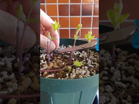 ラプンツェル桔梗 植物