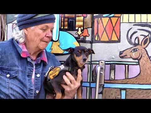 Meet the adoptable Robby