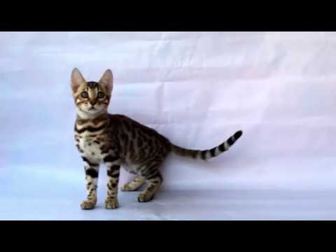 Wendy- gold bengal cat